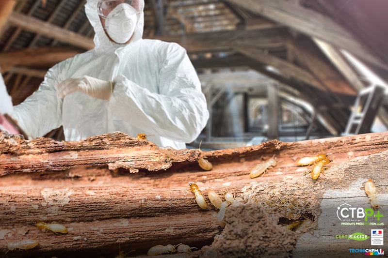 Traitement termite Toiture réparation Fontainebleau